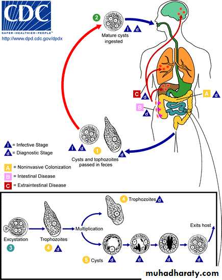 Sarcodina (lobosea)