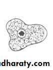 Other Intestinal Amoebae