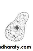 Other Intestinal Amoebae