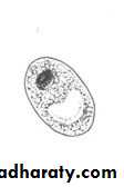 Other Intestinal Amoebae