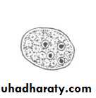 Other Intestinal Amoebae