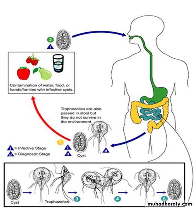 Other Intestinal Amoebae