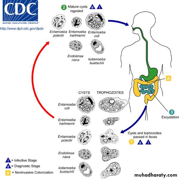 Other Intestinal Amoebae