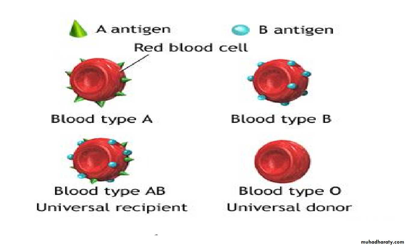 Blood Typing & Transfusion Physiology