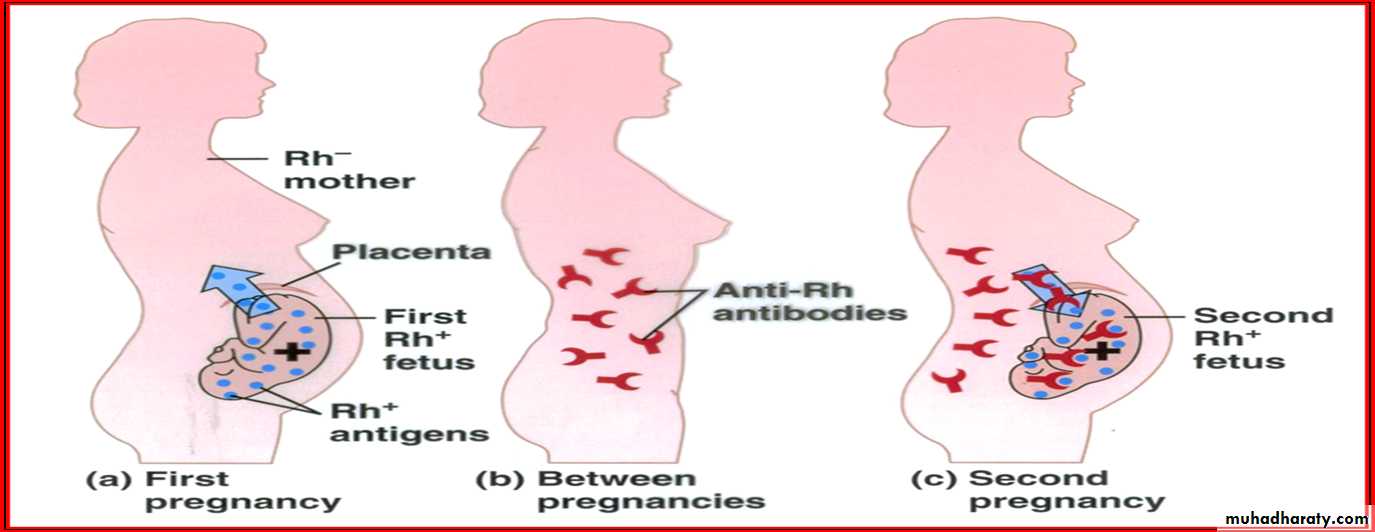 Blood Typing & Transfusion Physiology