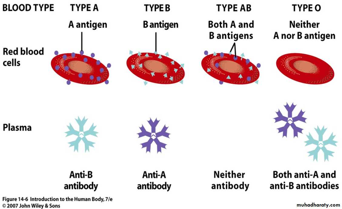 Blood Typing & Transfusion Physiology