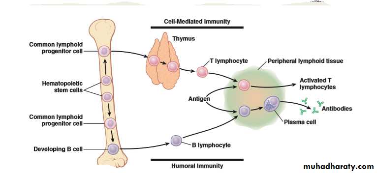 Immunity