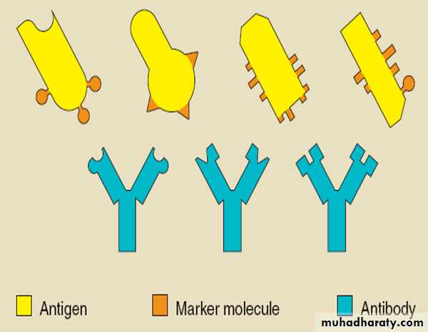 Immunity