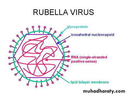 Rubella and Congenital Viral Infections