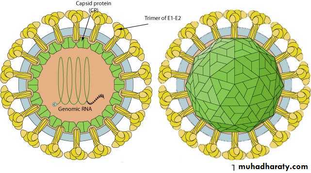 Rubella and Congenital Viral Infections