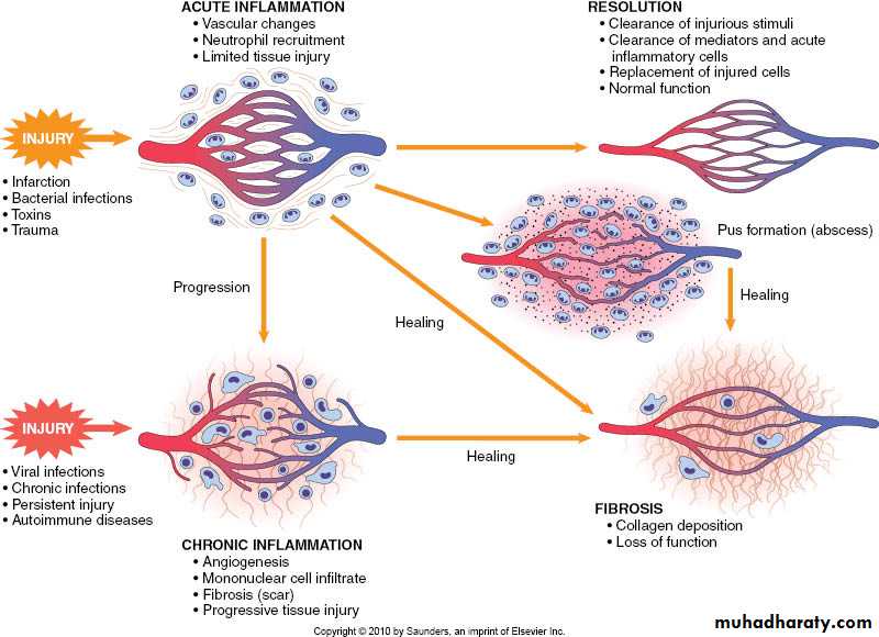 Inflammation and the Inflammatory Response