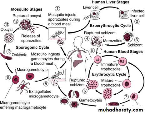 Coccidia
