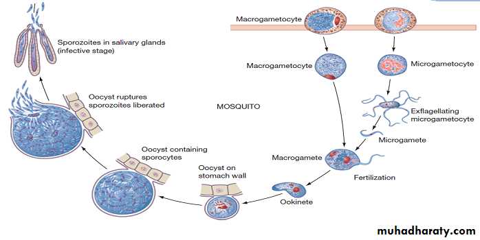 Coccidia