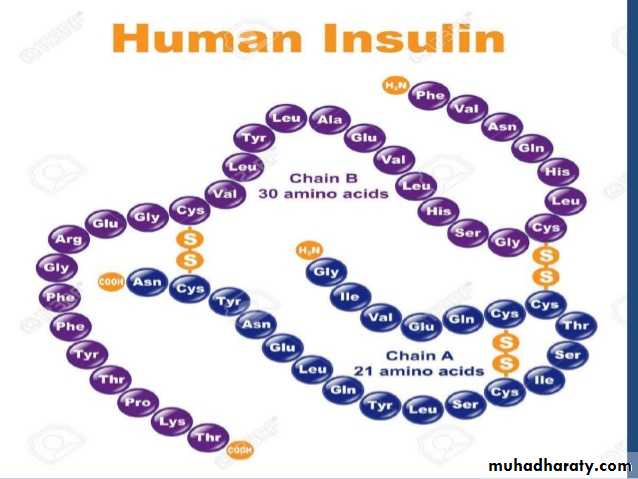 Insulin Therapy