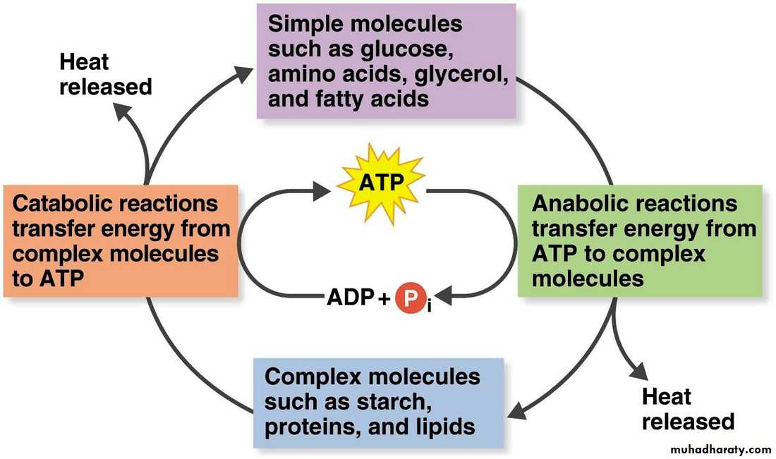 Microbial Metabolism