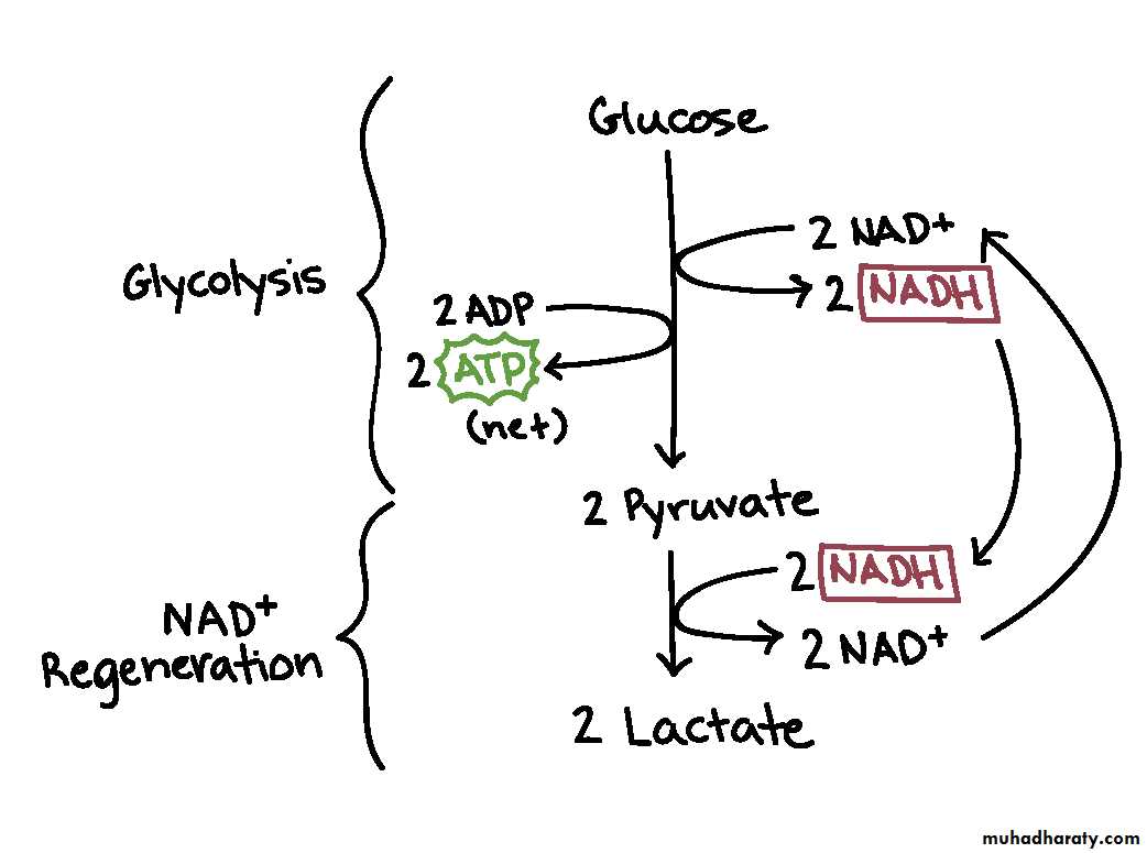 Microbial Metabolism