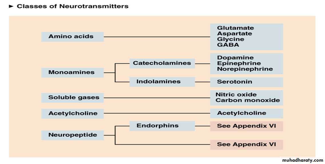 Physiology Synapse & Neurotransmission