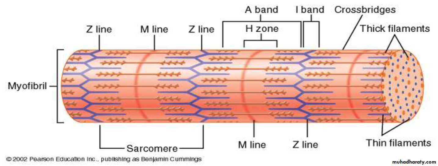 Physiology Synapse & Neurotransmission