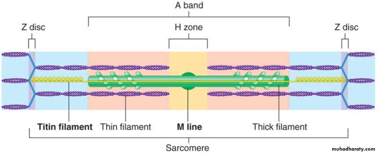 Physiology Synapse & Neurotransmission