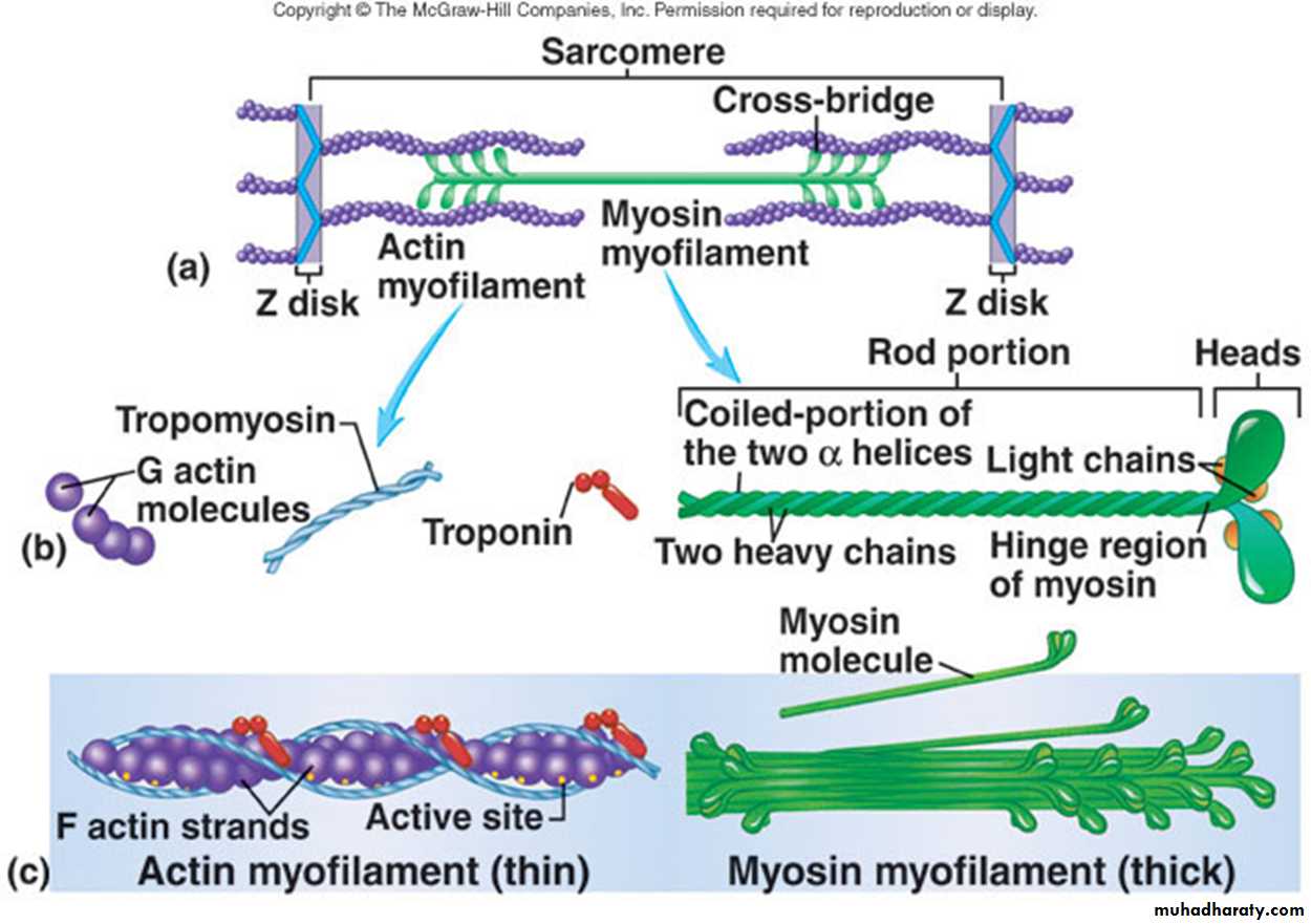 Physiology Synapse & Neurotransmission
