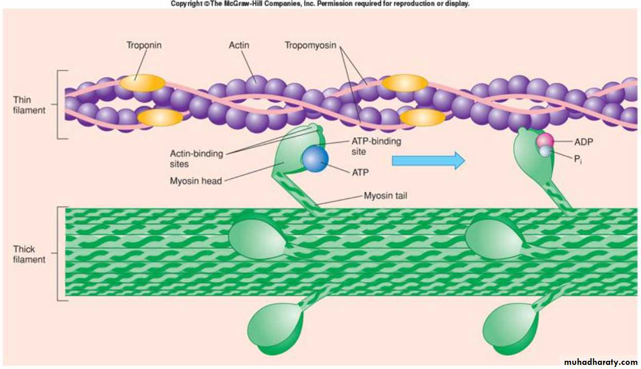 Physiology Synapse & Neurotransmission