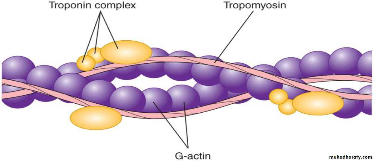 Physiology Synapse & Neurotransmission