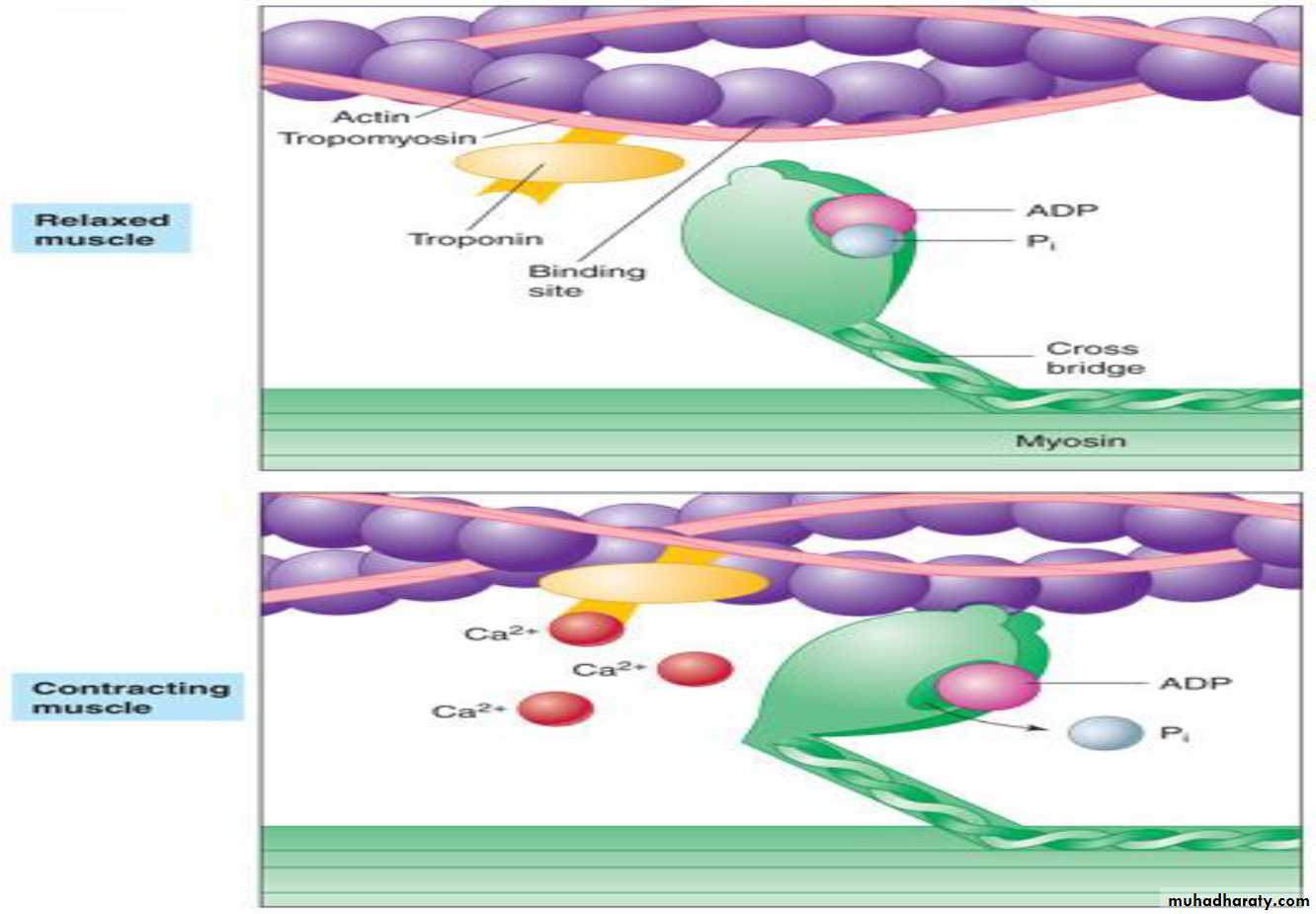 Physiology Synapse & Neurotransmission