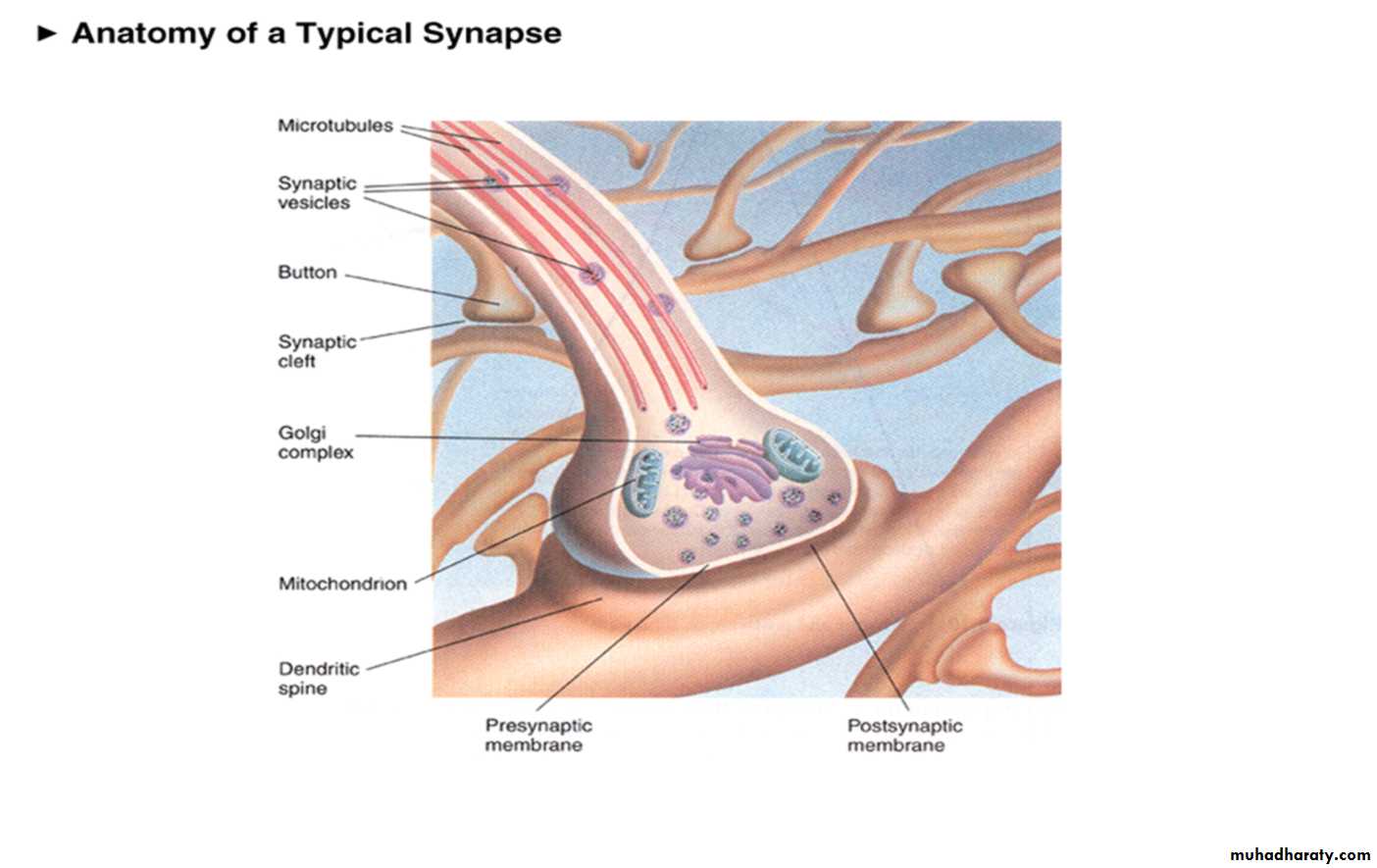 Physiology Synapse & Neurotransmission