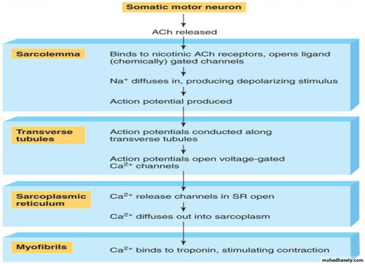 Physiology Synapse & Neurotransmission
