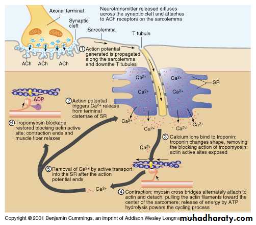 Physiology Synapse & Neurotransmission