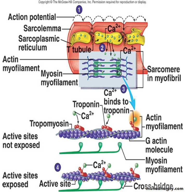 Physiology Synapse & Neurotransmission
