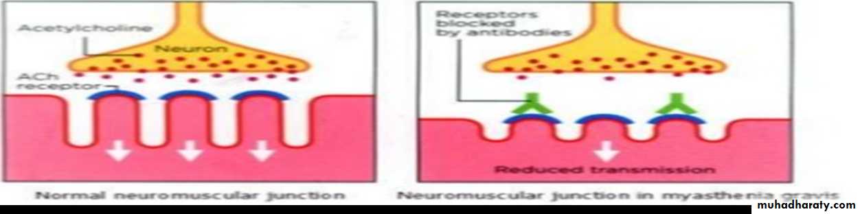 Physiology Synapse & Neurotransmission