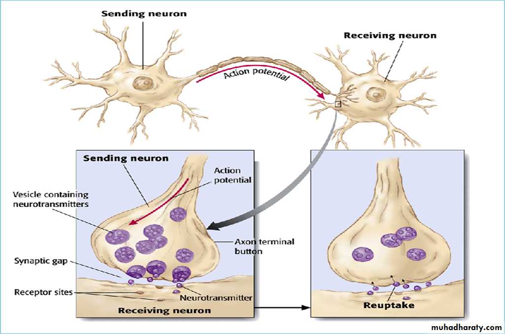 Physiology Synapse & Neurotransmission
