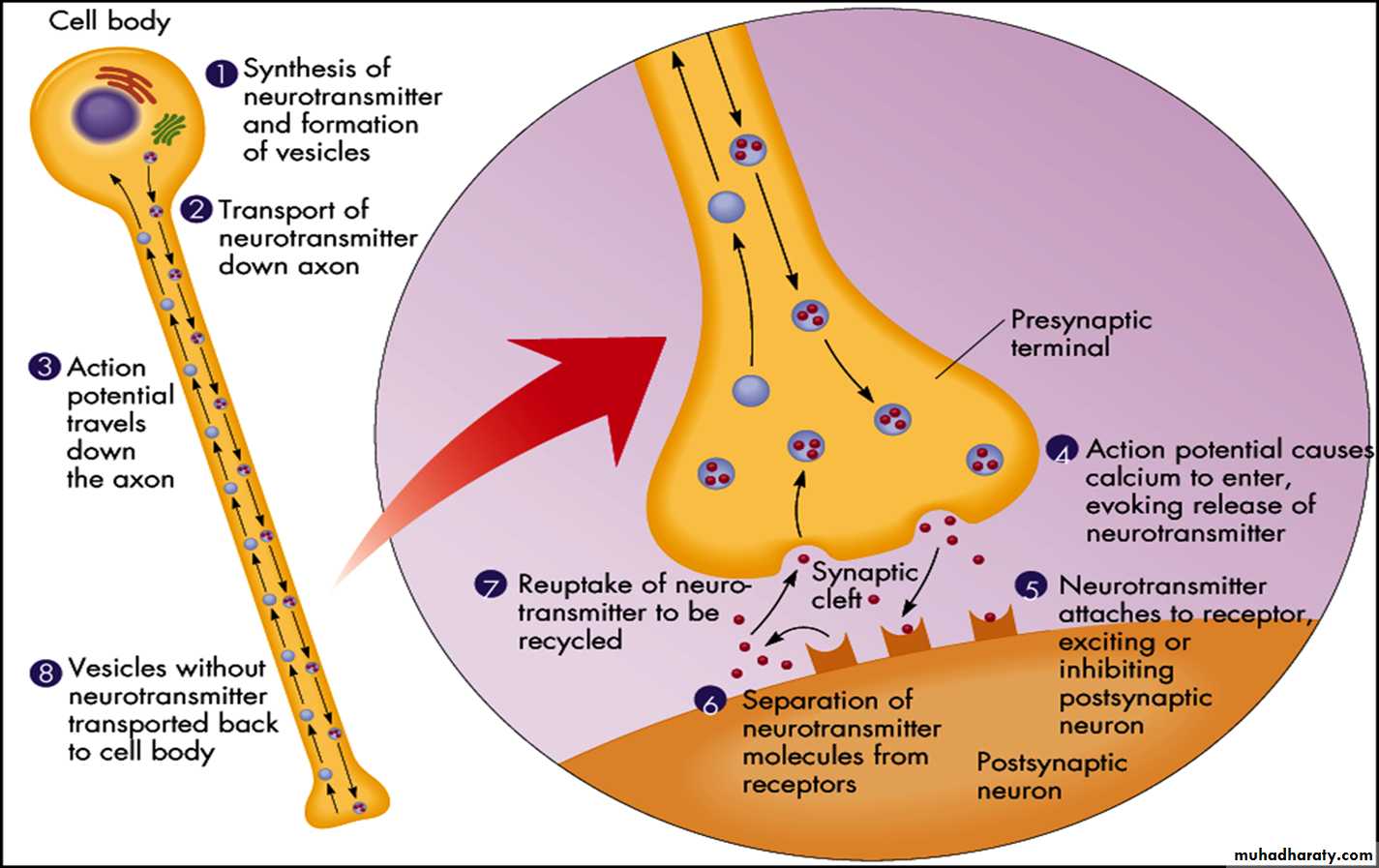 Physiology Synapse & Neurotransmission