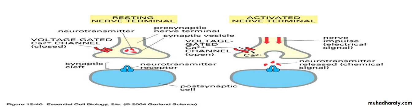 Physiology Synapse & Neurotransmission