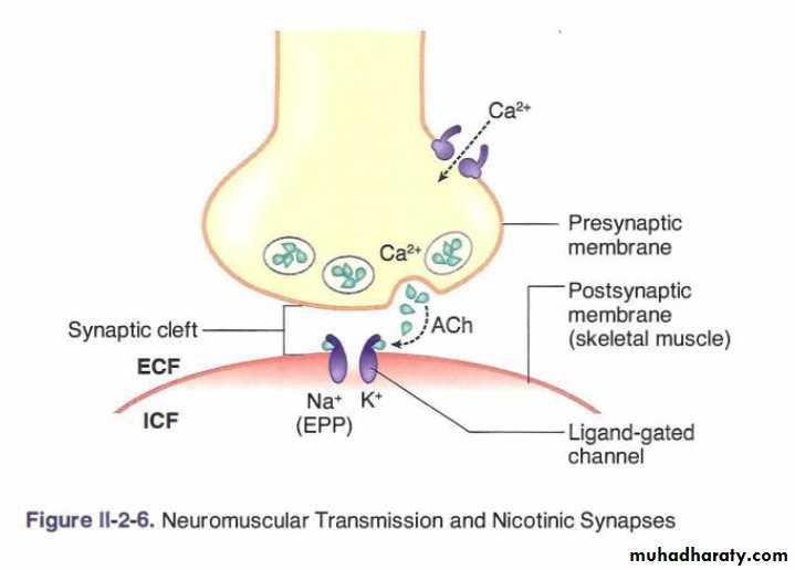 Physiology Synapse & Neurotransmission