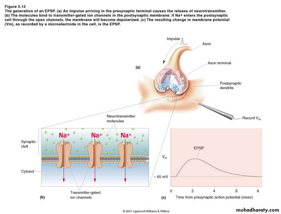 Physiology Synapse & Neurotransmission