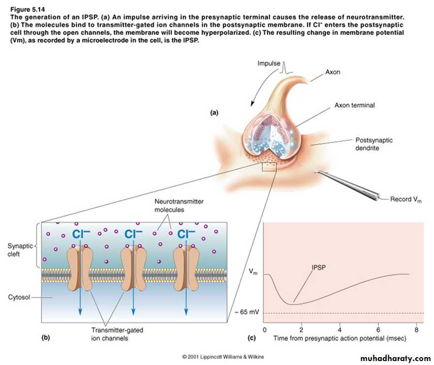 Physiology Synapse & Neurotransmission