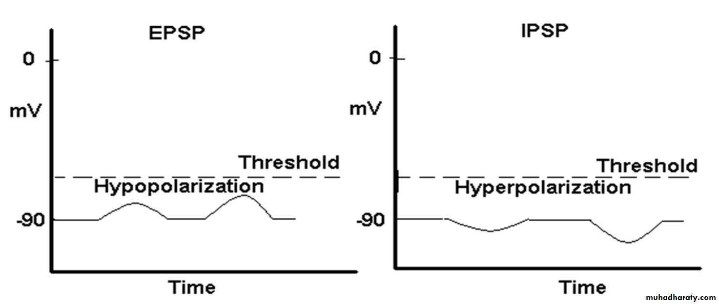 Physiology Synapse & Neurotransmission