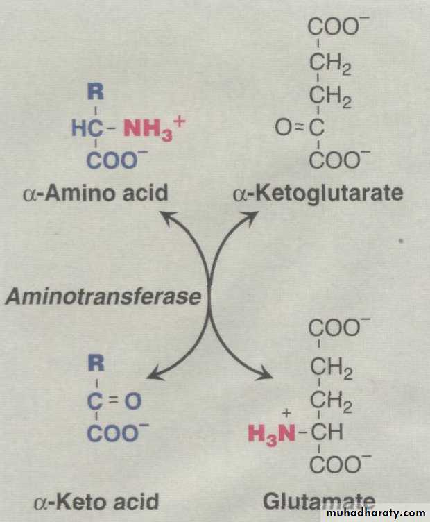 Amino Acid : Disposal of Nitrogen