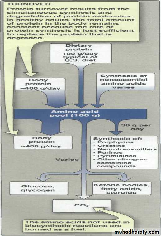 Amino Acid : Disposal of Nitrogen
