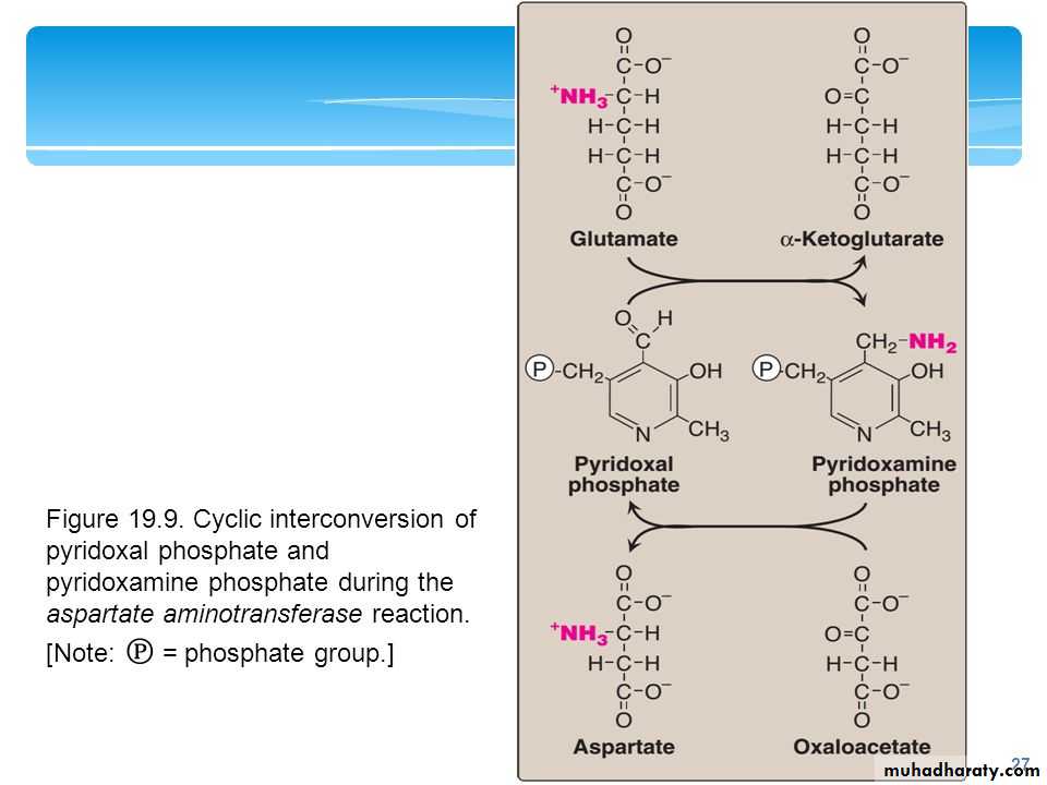 Amino Acid : Disposal of Nitrogen
