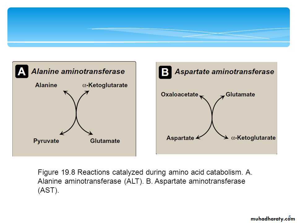 Amino Acid : Disposal of Nitrogen