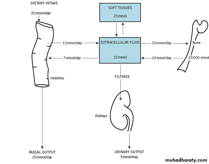 Disorders of Calcium Metabolism