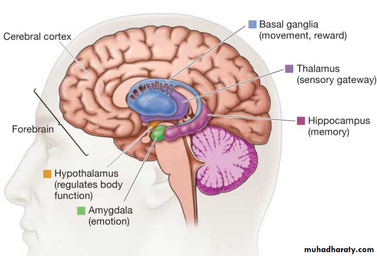 Limbic System