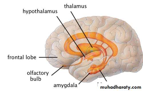 Limbic System