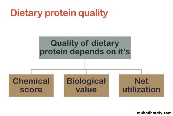 Nutrition 2