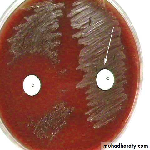 Streptococcus Part II