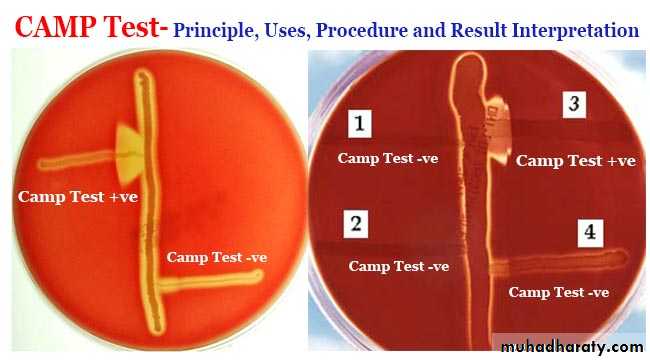 Streptococcus Part II