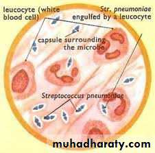 Streptococcus Part II